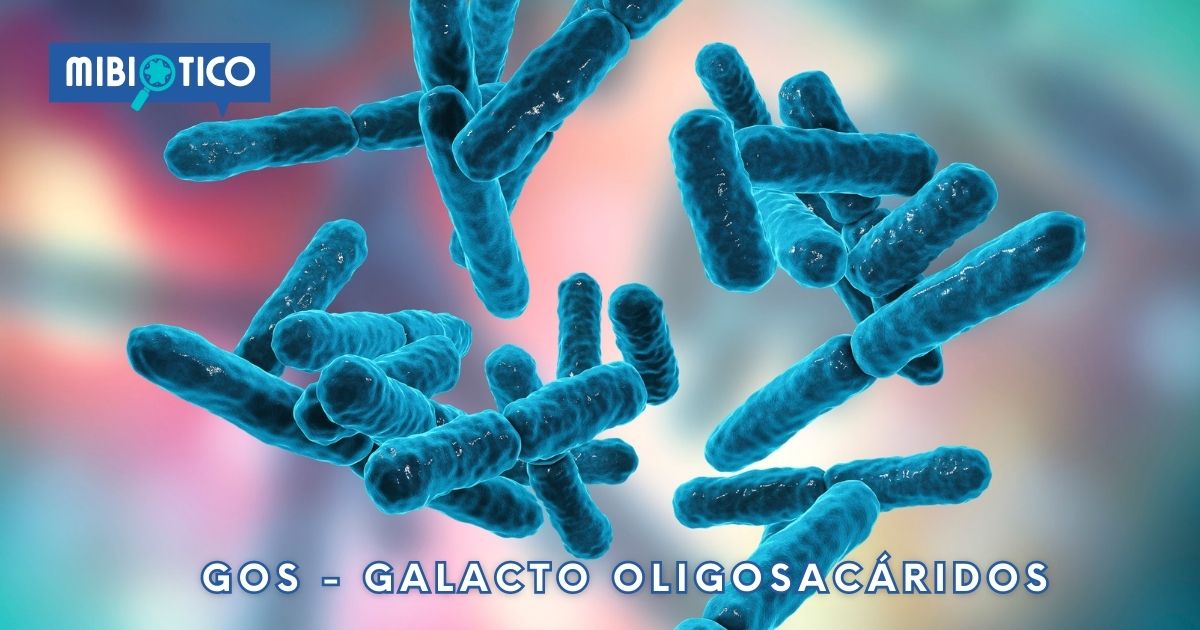 Galacto oligosacáridos que modulan la microbiota intestinal